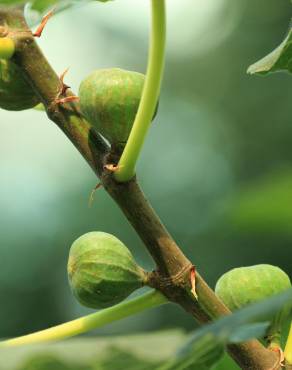 Fotografia 7 da espécie Ficus carica no Jardim Botânico UTAD