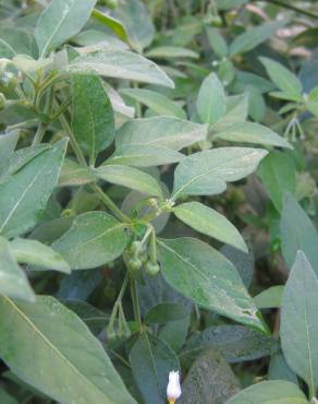 Fotografia 3 da espécie Solanum chenopodioides no Jardim Botânico UTAD