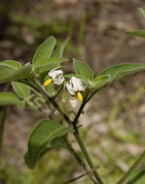 Fotografia 4 da espécie Solanum chenopodioides no Jardim Botânico UTAD