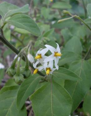 Fotografia 5 da espécie Solanum chenopodioides no Jardim Botânico UTAD