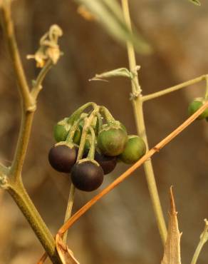 Fotografia 6 da espécie Solanum chenopodioides no Jardim Botânico UTAD
