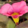 Fotografia 4 da espécie Oxalis purpurea do Jardim Botânico UTAD