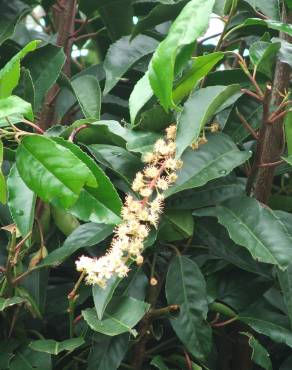 Fotografia 7 da espécie Prunus lusitanica subesp. lusitanica no Jardim Botânico UTAD