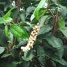 Fotografia 7 da espécie Prunus lusitanica subesp. lusitanica do Jardim Botânico UTAD