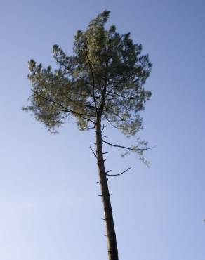 Fotografia 2 da espécie Pinus pinaster no Jardim Botânico UTAD