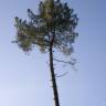 Fotografia 2 da espécie Pinus pinaster do Jardim Botânico UTAD