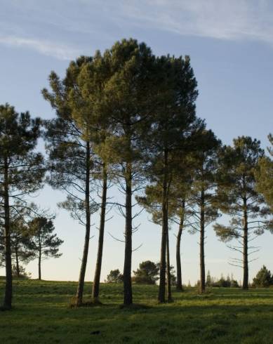 Fotografia de capa Pinus pinaster - do Jardim Botânico