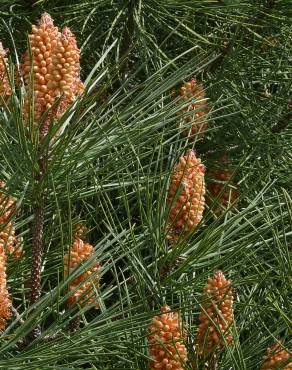 Fotografia 3 da espécie Pinus pinaster no Jardim Botânico UTAD