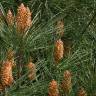 Fotografia 3 da espécie Pinus pinaster do Jardim Botânico UTAD