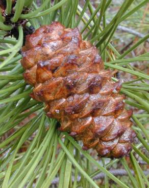 Fotografia 4 da espécie Pinus pinaster no Jardim Botânico UTAD