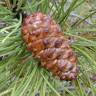 Fotografia 4 da espécie Pinus pinaster do Jardim Botânico UTAD