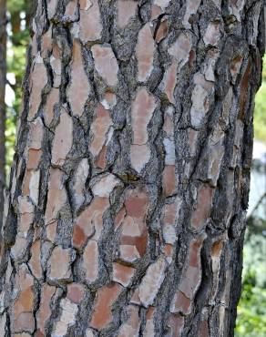 Fotografia 5 da espécie Pinus pinaster no Jardim Botânico UTAD