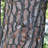 Fotografia 5 da espécie Pinus pinaster do Jardim Botânico UTAD
