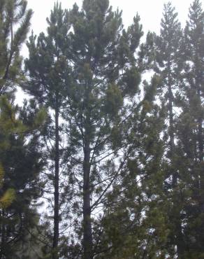 Fotografia 6 da espécie Pinus pinaster no Jardim Botânico UTAD