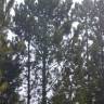 Fotografia 6 da espécie Pinus pinaster do Jardim Botânico UTAD