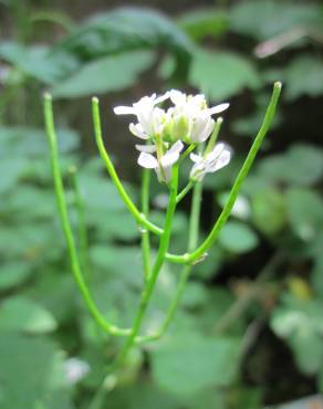 Fotografia 16 da espécie Alliaria petiolata no Jardim Botânico UTAD