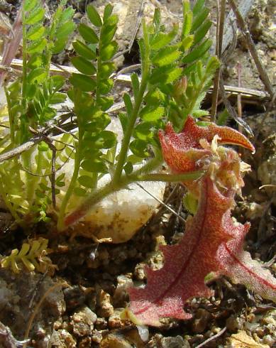 Fotografia de capa Astragalus pelecinus subesp. pelecinus - do Jardim Botânico