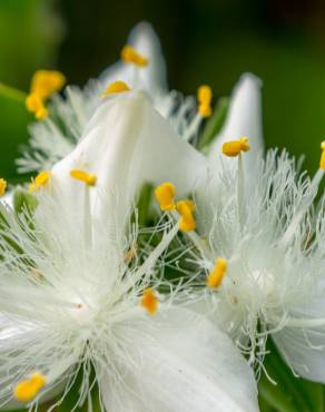 Fotografia 10 da espécie Tradescantia fluminensis no Jardim Botânico UTAD