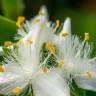 Fotografia 10 da espécie Tradescantia fluminensis do Jardim Botânico UTAD