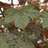 Fotografia 11 da espécie Acer pseudoplatanus do Jardim Botânico UTAD