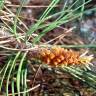 Fotografia 7 da espécie Pinus pinaster do Jardim Botânico UTAD