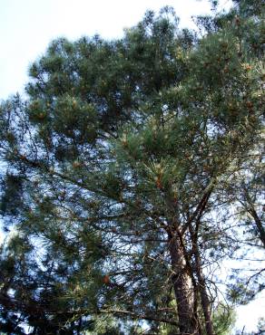 Fotografia 8 da espécie Pinus pinaster no Jardim Botânico UTAD