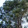 Fotografia 8 da espécie Pinus pinaster do Jardim Botânico UTAD