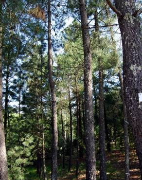 Fotografia 9 da espécie Pinus pinaster no Jardim Botânico UTAD