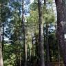 Fotografia 9 da espécie Pinus pinaster do Jardim Botânico UTAD