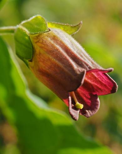 Fotografia de capa Atropa belladonna - do Jardim Botânico