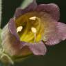 Fotografia 4 da espécie Atropa belladonna do Jardim Botânico UTAD