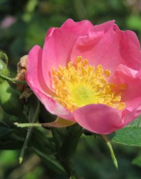 Fotografia 6 da espécie Rosa rubiginosa no Jardim Botânico UTAD