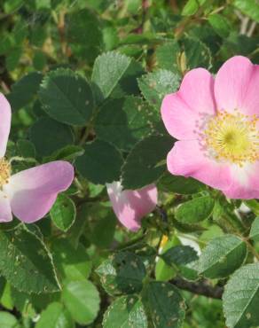 Fotografia 7 da espécie Rosa rubiginosa no Jardim Botânico UTAD