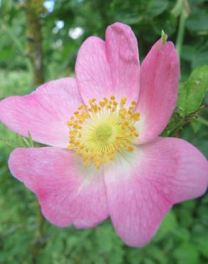 Fotografia 11 da espécie Rosa rubiginosa no Jardim Botânico UTAD