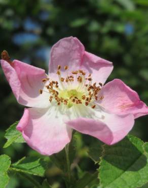 Fotografia 1 da espécie Rosa rubiginosa no Jardim Botânico UTAD