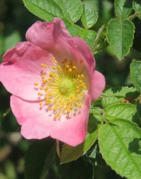 Fotografia 12 da espécie Rosa rubiginosa no Jardim Botânico UTAD