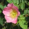 Fotografia 12 da espécie Rosa rubiginosa do Jardim Botânico UTAD
