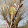 Fotografia 5 da espécie Salix purpurea do Jardim Botânico UTAD