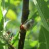 Fotografia 7 da espécie Salix purpurea do Jardim Botânico UTAD