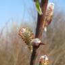 Fotografia 8 da espécie Salix purpurea do Jardim Botânico UTAD