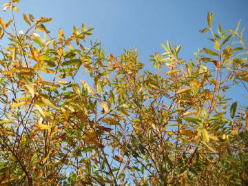 Fotografia da espécie Salix purpurea