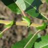 Fotografia 12 da espécie Salix purpurea do Jardim Botânico UTAD