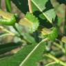 Fotografia 13 da espécie Salix purpurea do Jardim Botânico UTAD