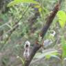 Fotografia 14 da espécie Salix purpurea do Jardim Botânico UTAD