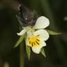 Fotografia 7 da espécie Viola arvensis do Jardim Botânico UTAD