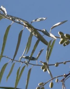 Fotografia 4 da espécie Elaeagnus angustifolia no Jardim Botânico UTAD
