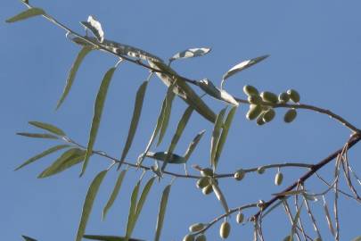 Fotografia da espécie Elaeagnus angustifolia