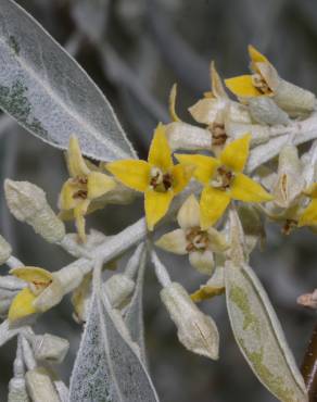 Fotografia 6 da espécie Elaeagnus angustifolia no Jardim Botânico UTAD
