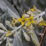 Fotografia 6 da espécie Elaeagnus angustifolia do Jardim Botânico UTAD