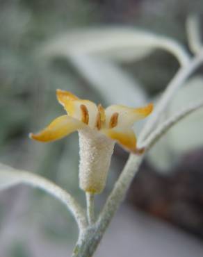 Fotografia 7 da espécie Elaeagnus angustifolia no Jardim Botânico UTAD
